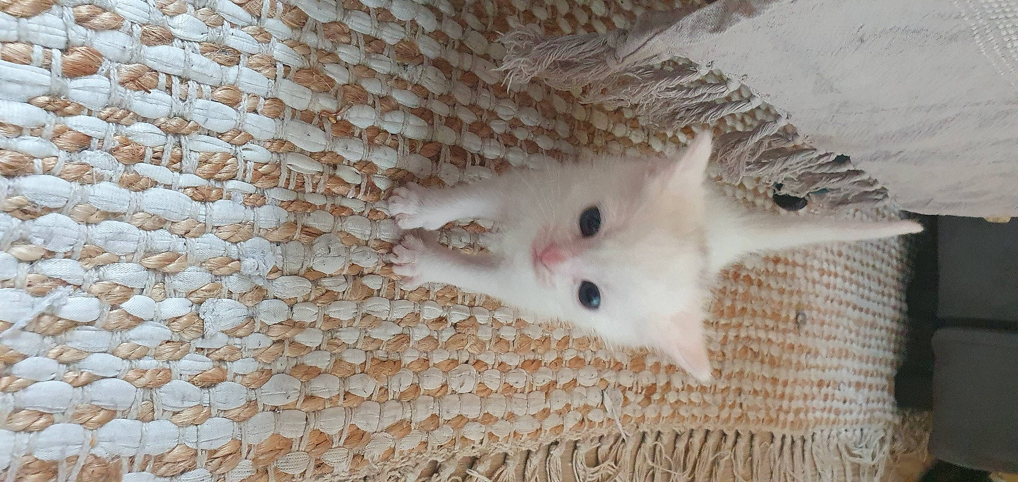 Mochi a rejoint le concours — aidez-le/la à gagner de superbes lots ! cage, carnivore, cat, dog_breed, fawn, felidae, flooring, fur, hardwood, linens, mesh, pattern, room, small_to_medium_sized_cats, snout, tail, whiskers, wood, wool, woven_fabric