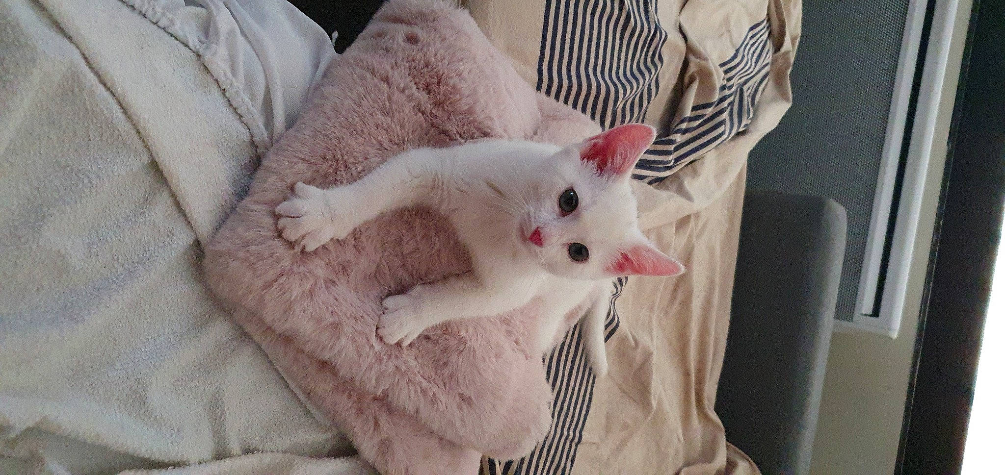 Mochi participe au concours pour gagner de l'argent avec cette photo : carnivore, cat, claw, comfort, couch, domestic_short_haired_cat, eye, fawn, felidae, fur, linens, pattern, paw, small_to_medium_sized_cats, snout, tail, textile, whiskers