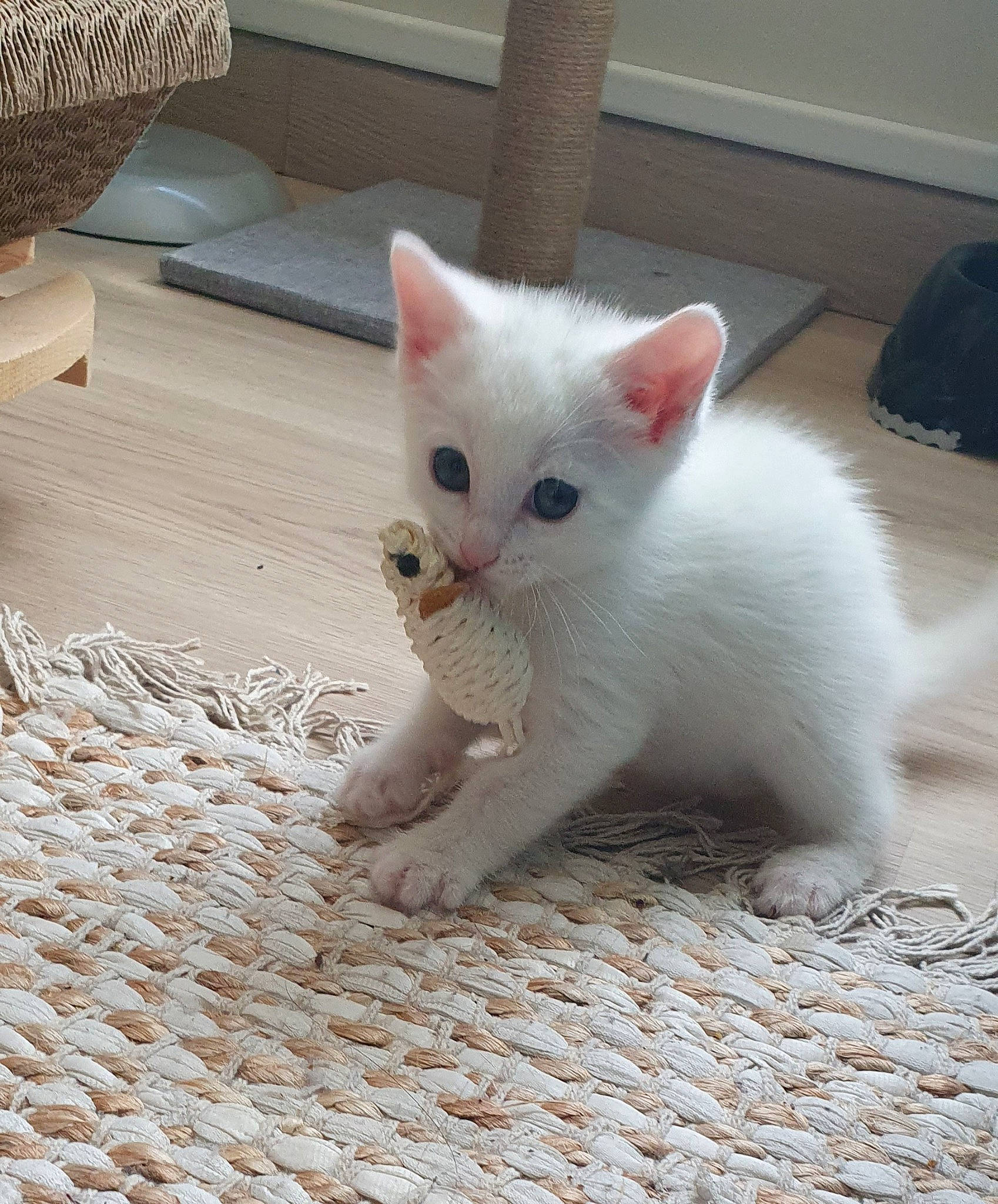 Mochi a rejoint le concours — aidez-le/la à gagner de superbes lots ! carnivore, cat, claw, comfort, domestic_short_haired_cat, eye, fawn, felidae, flooring, fur, hardwood, head, iris, paw, small_to_medium_sized_cats, snout, tail, terrestrial_animal, whiskers, wood