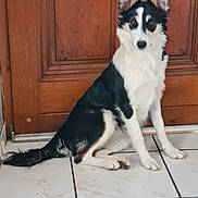 Sally a rejoint le concours — aidez-le/la à gagner de superbes lots ! dog, black_and_white, sitting, alert_ears, tile_floor, wooden_door, pet, canine, indoor, looking_at_camera, fur, animal, companion, domestic, quiet, calm, young_dog, portrait, four_legs, tail
