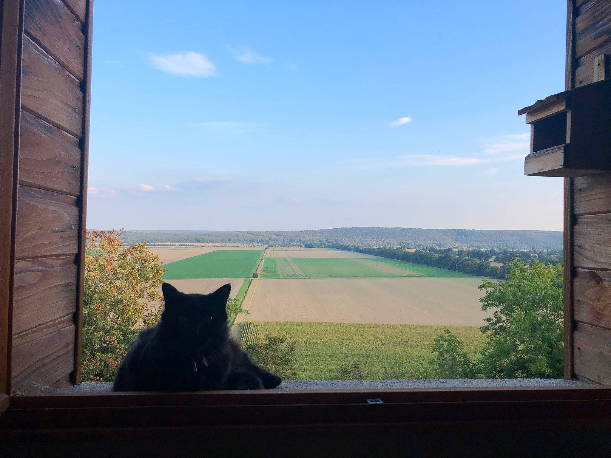 Bb Chat a rejoint le concours — aidez-le/la à gagner de superbes lots ! architecture, black_cat, carnivore, cat, cloud, felidae, grass, home, horizon, house, morning, mountain, plant, sky, small_to_medium_sized_cats, sunlight, tints_and_shades, tree, vacation, window