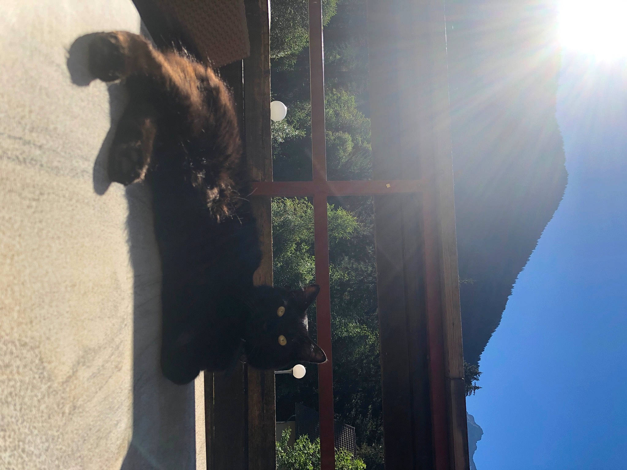 Bb Chat participe au concours pour gagner de l'argent avec cette photo : light, photography, plant, reflection, shadow, sky, sunlight, tree, water, window