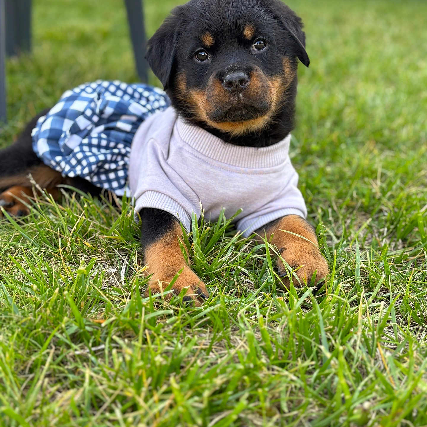 Maggie is registered to the contest to win money with this photo: adorable, animal, black, brown, clothing, cute, dog, fur, grass, lying, nature, outdoor, pet, playful, portrait, puppy, rottweiler, skirt, sweater, young
