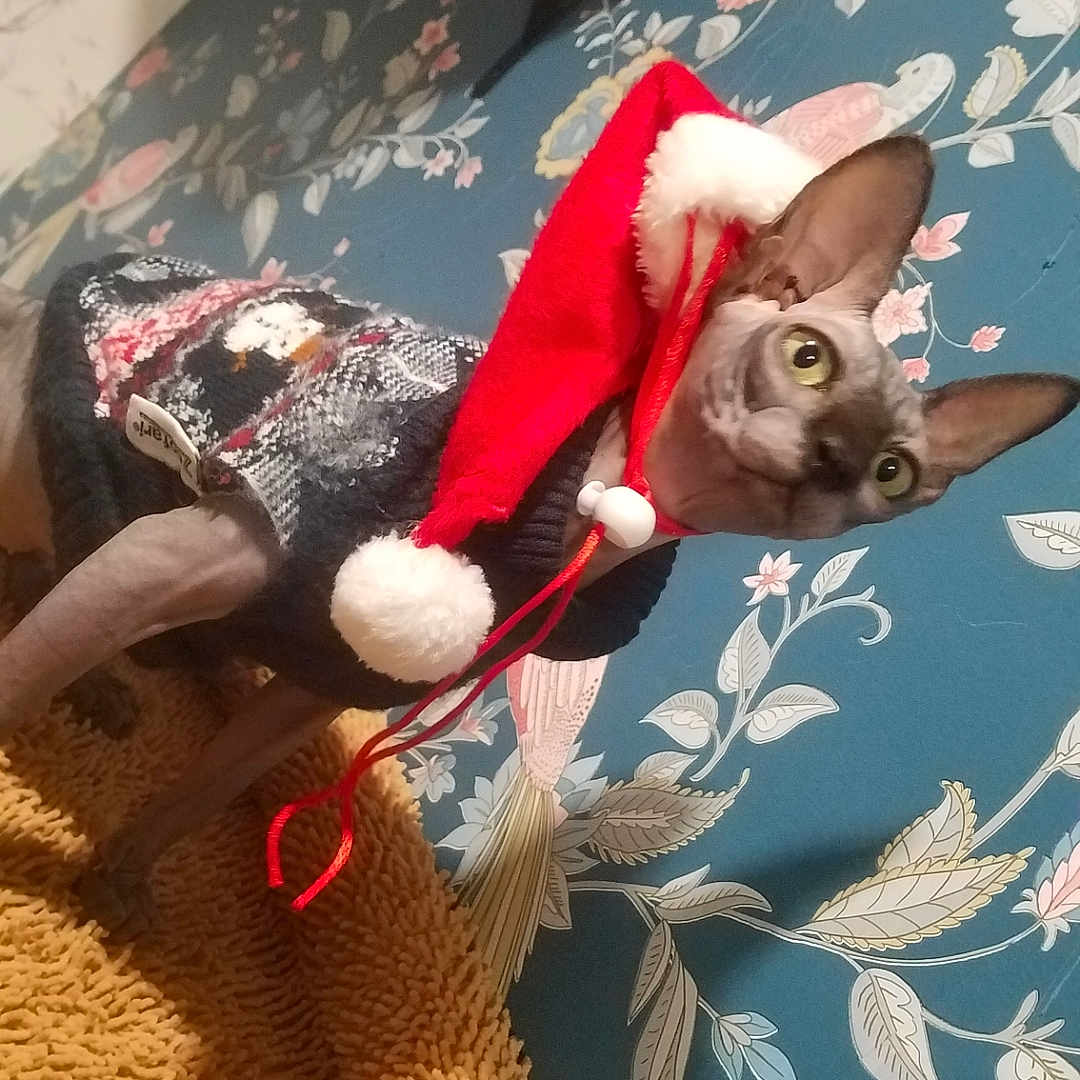 Wendy participe au concours pour gagner de l'argent avec cette photo : abyssinian, animal, blanket, canine, cat, clothing, dog, face, furniture, head, homedecor, hound, husky, kitten, person, pet, photography, plush, portrait, toy