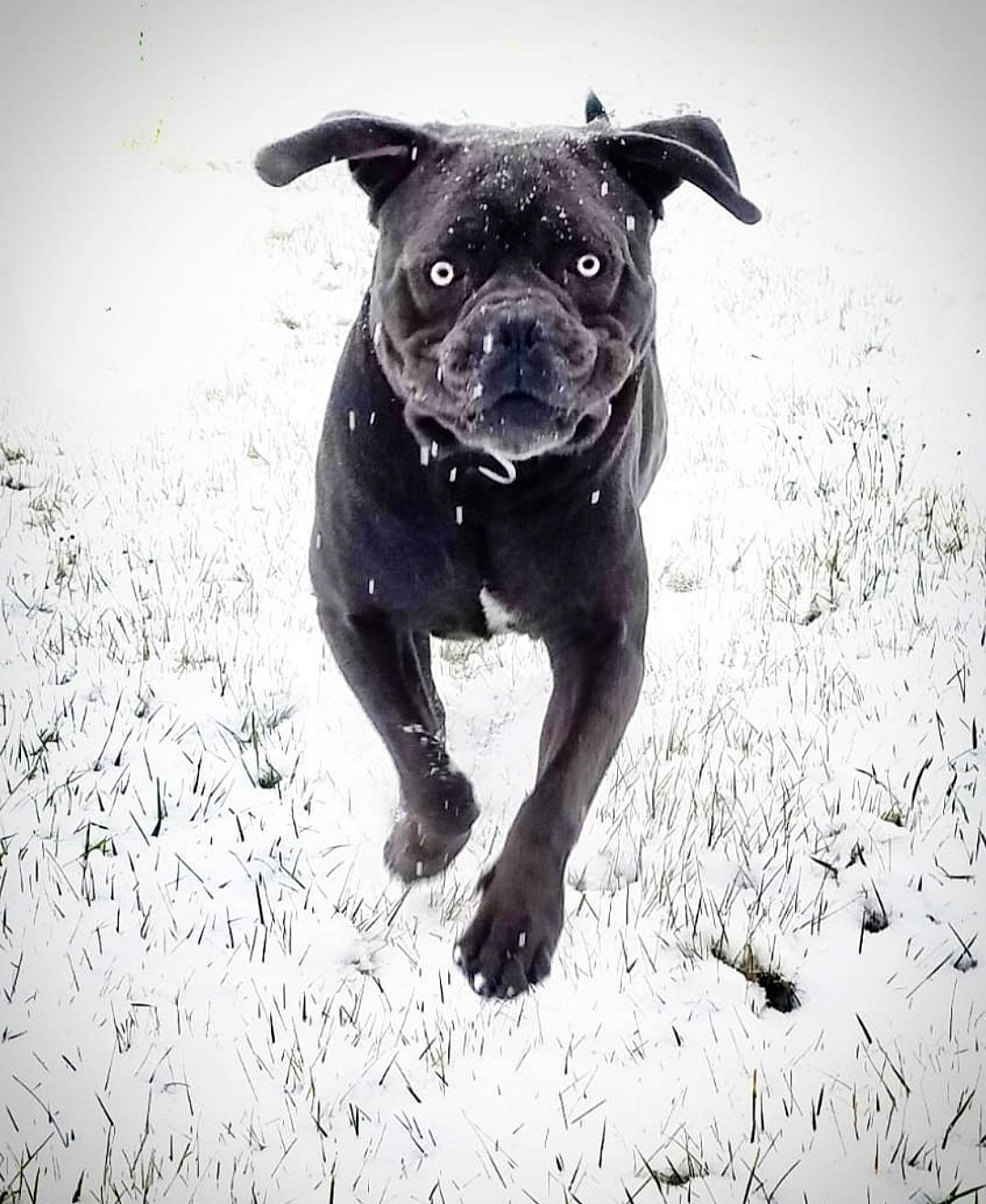 Pastaga participe au concours pour gagner de l'argent avec cette photo : boston_terrier, canidae, carnivore, companion_dog, dog, dog_breed, dog_collar, fawn, grass, guard_dog, monochrome_photography, non_sporting_group, personal_protective_equipment, pug, snout, sporting_group, terrestrial_animal, toy_dog, whiskers, working_animal