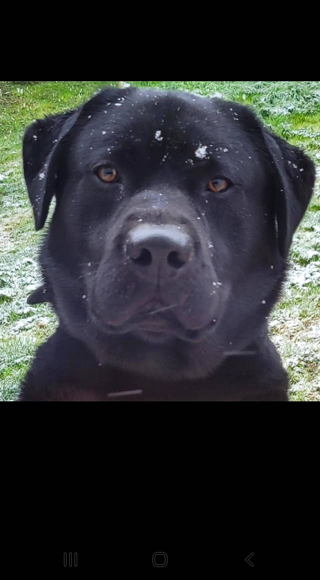 Soky participe au concours pour gagner de l'argent avec cette photo : borador, canidae, carnivore, companion_dog, dog, dog_breed, electric_blue, fur, grass, non_sporting_group, plant, snout, sporting_group, whiskers, working_animal, working_dog