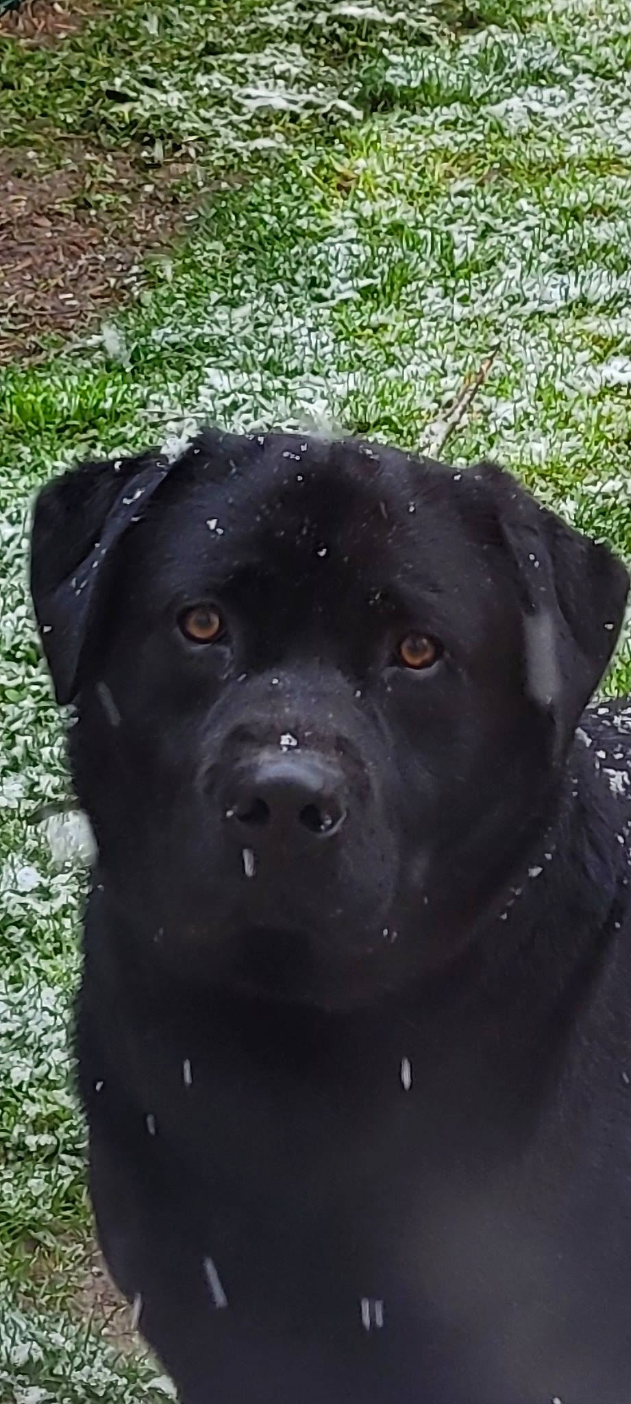 Soky a rejoint le concours — aidez-le/la à gagner de superbes lots ! borador, canidae, carnivore, collar, companion_dog, dog, dog_breed, dog_collar, fur, grass, gun_dog, hunting_dog, non_sporting_group, plant, retriever, snout, sporting_group, terrestrial_animal, whiskers, working_animal