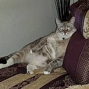 Casper joined the competition — help win amazing prizes! cat, feline, pet, indoor, couch, pillow, relaxed, laying_down, fur, whiskers, domestic_animal, animal, home, resting, flash_reflection, patterned_fabric, decor, comfortable, lazy, cute