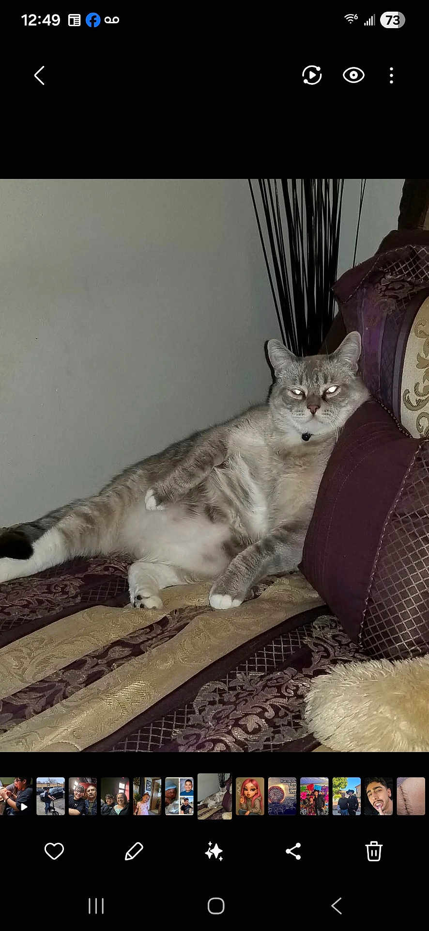 Casper joined the competition — help win amazing prizes! cat, feline, pet, indoor, couch, pillow, relaxed, laying_down, fur, whiskers, domestic_animal, animal, home, resting, flash_reflection, patterned_fabric, decor, comfortable, lazy, cute