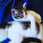 Pharah joined the competition — help win amazing prizes! animal, black, blue_background, cat, closeup, cuddle, cute, domestic, feline, fur, kitten, pet, resting, sleepy, snuggling, soft, striped, tabby, white, young