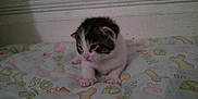Pharah joined the competition — help win amazing prizes! kitten, cat, baby_cat, feline, pet, animal, young, cute, sleepy, blanket, paw_prints, bones, indoor, fur, small, resting, soft, pink_nose, whiskers, adorable