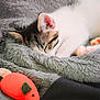 Pharah is registered to the contest to win money with this photo: animal, blanket, closeup, comfort, cozy, cute, domestic_cat, feline, fur, indoor, kitten, nap, paw, pet, relaxation, resting, sleeping, soft_texture, toy_mouse, whiskers