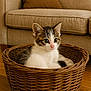 kitten, cat, basket, wooden_floor, couch, cushion, indoor, pet, animal, feline, cute, young, fur, whiskers, ears, eyes, home, relaxing, cozy, domestic