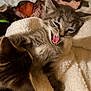 animal, bed, blanket, cat, closeup, companion, curious, cute, ears, fur, furry, indoor, kitten, mouth_open, pet, playful, rest, soft, tabby, whiskers