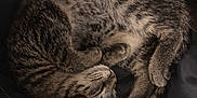 Poppy is registered to the contest to win money with this photo: animal, cat, closeup, cozy, curled_up, cute, fabric, feline, fur, indoor, nose, paw, pet, relaxed, resting, sleeping, soft_lighting, striped, tabby, whiskers