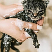 Poppy joined the competition — help win amazing prizes! kitten, cat, wet, soap, bubbles, hands, bath, small, paw, dripping, fur, disgruntled, cute, animal, pet, closeup, indoor, cleaning, soapy, water