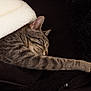animal, blanket, cat, couch, cozy, cute, domestic_animal, fur, furniture, indoor, nap, paw, peaceful, pet, relaxing, resting, sleeping, soft, tabby, whiskers