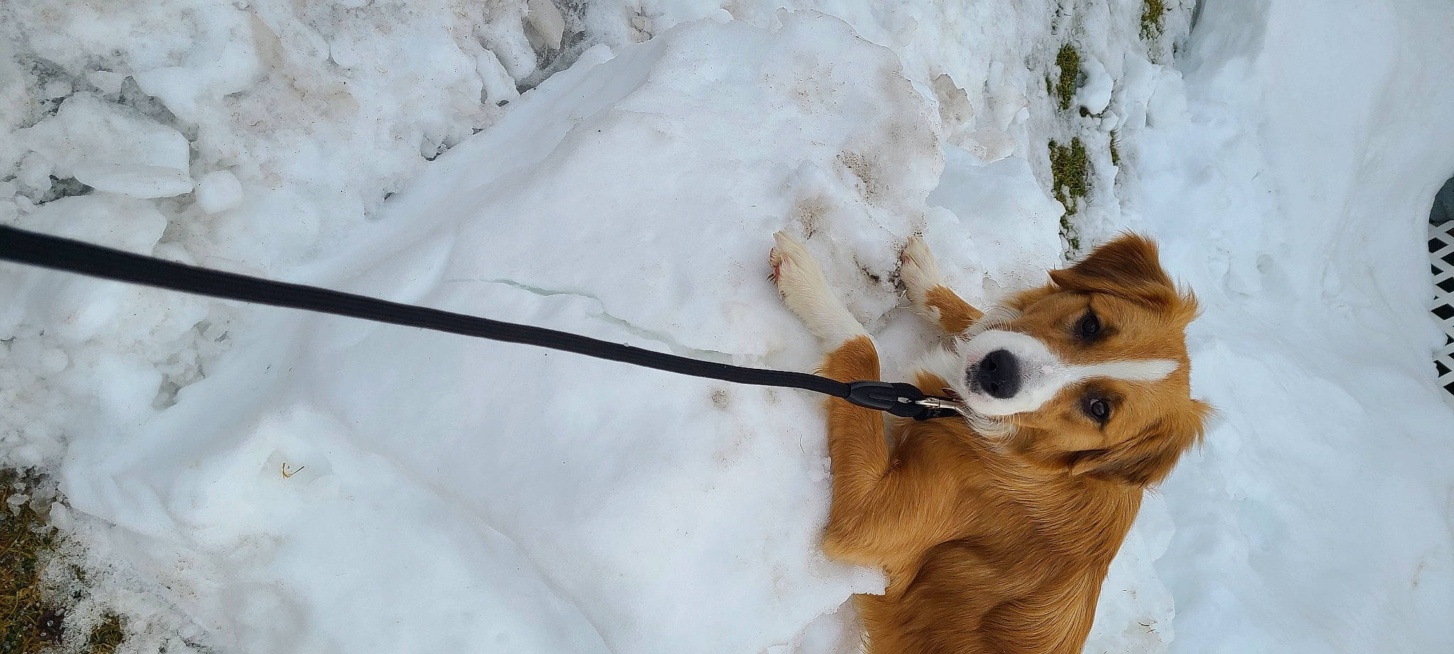 Jake joined the competition — help win amazing prizes! canidae, carnivore, collar, companion_dog, dog, dog_breed, fawn, freezing, fur, slope, snout, snow, sporting_group, tail, terrestrial_animal, tree, twig, whiskers, winter, wood