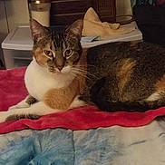 Poppy joined the competition — help win amazing prizes! animal, bed, blanket, calico, cat, cozy, cute, cute_pet, domestic, ears, feline, fur, household, indoor, looking, pet, relaxed, resting, tail, whiskers