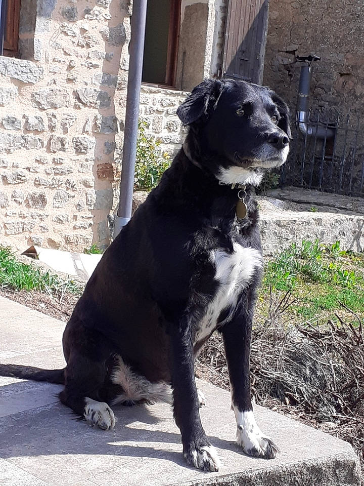 Hayco a rejoint le concours — aidez-le/la à gagner de superbes lots ! borador, canidae, carnivore, companion_dog, dog, dog_breed, dog_collar, fawn, fur, gun_dog, hunting_dog, non_sporting_group, plant, snout, sporting_group, tail, terrestrial_animal, working_animal, working_dog