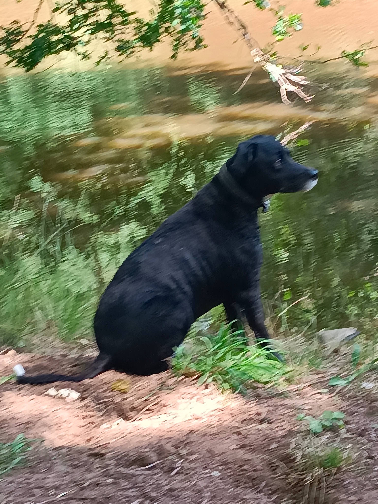 Hayco participe au concours pour gagner de l'argent avec cette photo : american_black_bear, art, bear, borador, canidae, carnivore, dog, dog_breed, fur, grass, plant, soil, sporting_group, sun_bear, tail, terrestrial_animal, tints_and_shades, tree, wildlife, wood