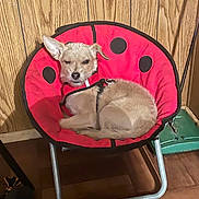 Little Buddy is registered to the contest to win money with this photo: dog, chair, red, pet, indoor, wood_paneling, floor, winking, cute, small_dog, pet_harness, relaxed, cozy, furniture, resting, animal, companion, cute_pet, home, paw