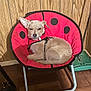 dog, chair, red, pet, indoor, wood_paneling, floor, winking, cute, small_dog, pet_harness, relaxed, cozy, furniture, resting, animal, companion, cute_pet, home, paw