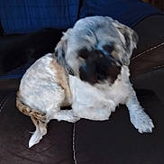 Chichi joined the competition — help win amazing prizes! dog, pet, couch, indoor, furniture, white_fur, brown_fur, small_dog, blurred, animal, canine, sitting, tail, paw, household, companion, domestic, relaxing, cushion, leather