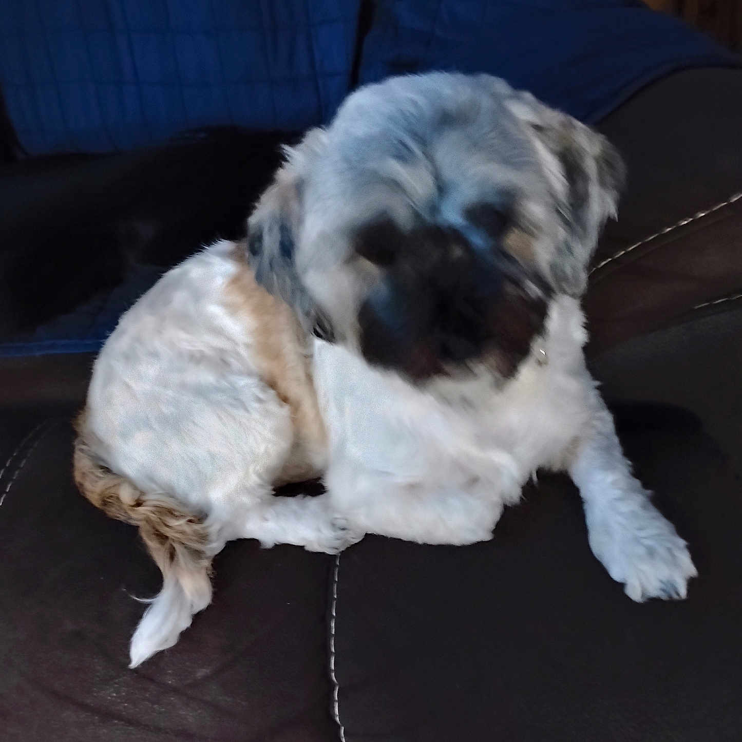 Chichi joined the competition — help win amazing prizes! animal, blurred, brown_fur, canine, companion, couch, cushion, dog, domestic, furniture, household, indoor, leather, paw, pet, relaxing, sitting, small_dog, tail, white_fur