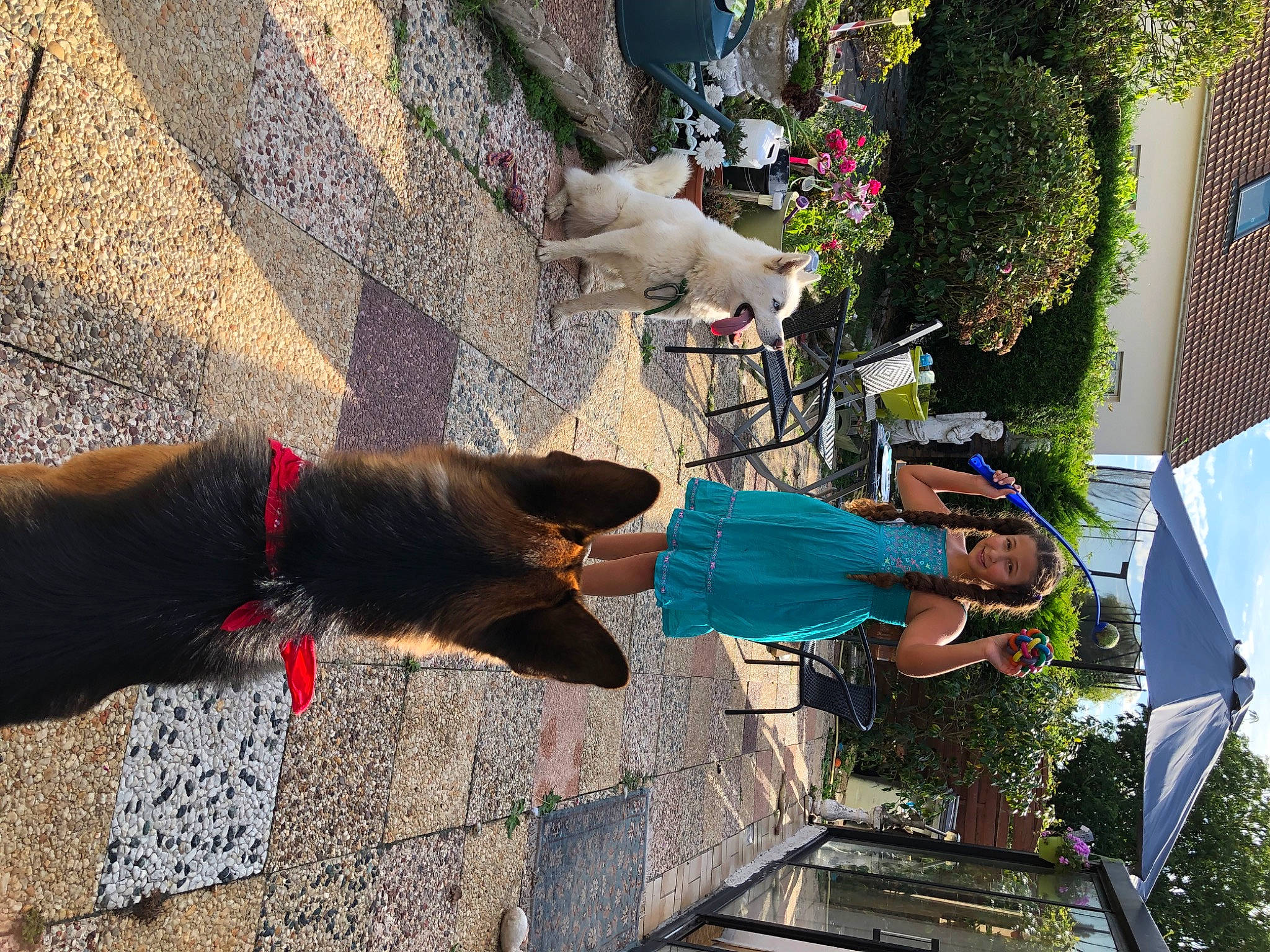 Locky participe au concours pour gagner de l'argent avec cette photo : carnivore, collar, concrete, dog, dog_breed, flowerpot, leash, leisure, plant, recreation, road_surface, shadow, sidewalk, street, tire, tree, working_animal