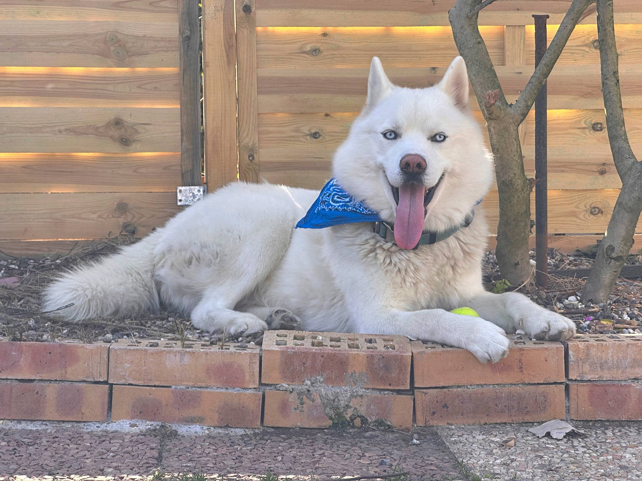 Locky participe au concours pour gagner de l'argent avec cette photo : ancient_dog_breeds, canidae, carnivore, collar, companion_dog, dog, dog_breed, fawn, fence, grey, non_sporting_group, pet_supply, snout, tail, terrestrial_animal, tree, wood, working_animal