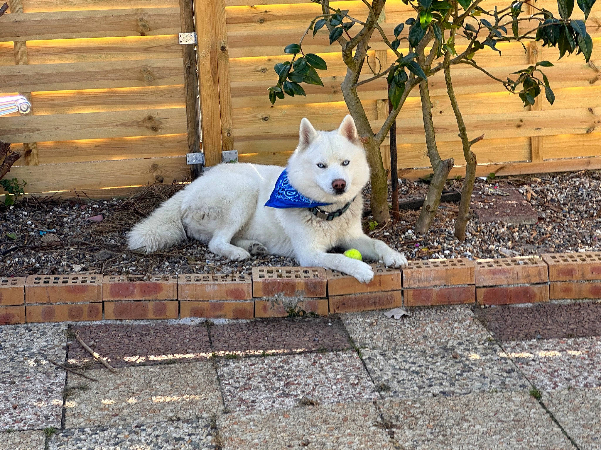 Locky participe au concours pour gagner de l'argent avec cette photo : brick, canidae, carnivore, companion_dog, dog, dog_breed, fawn, felidae, flooring, grass, plant, road_surface, sidewalk, small_to_medium_sized_cats, snout, sporting_group, tail, tree, whiskers, wood
