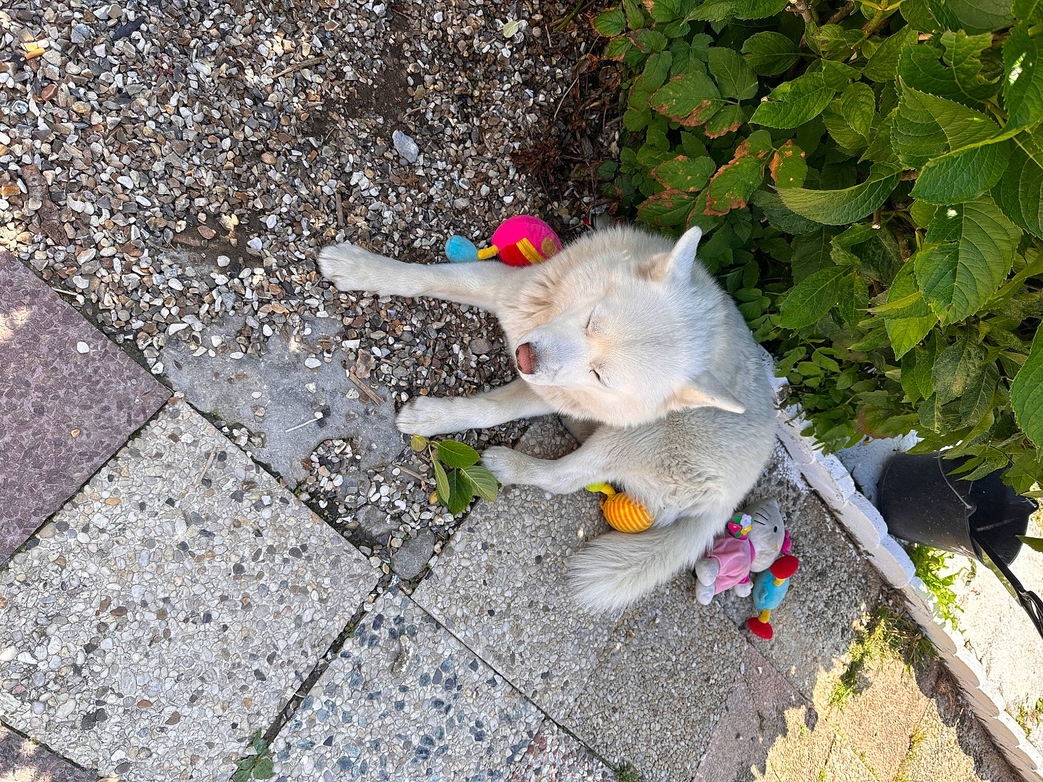 Locky a rejoint le concours — aidez-le/la à gagner de superbes lots ! asphalt, canidae, carnivore, cat, dog_breed, domestic_short_haired_cat, fawn, felidae, flower, flowering_plant, grass, groundcover, petal, plant, road_surface, sidewalk, small_to_medium_sized_cats, snout, tail, whiskers