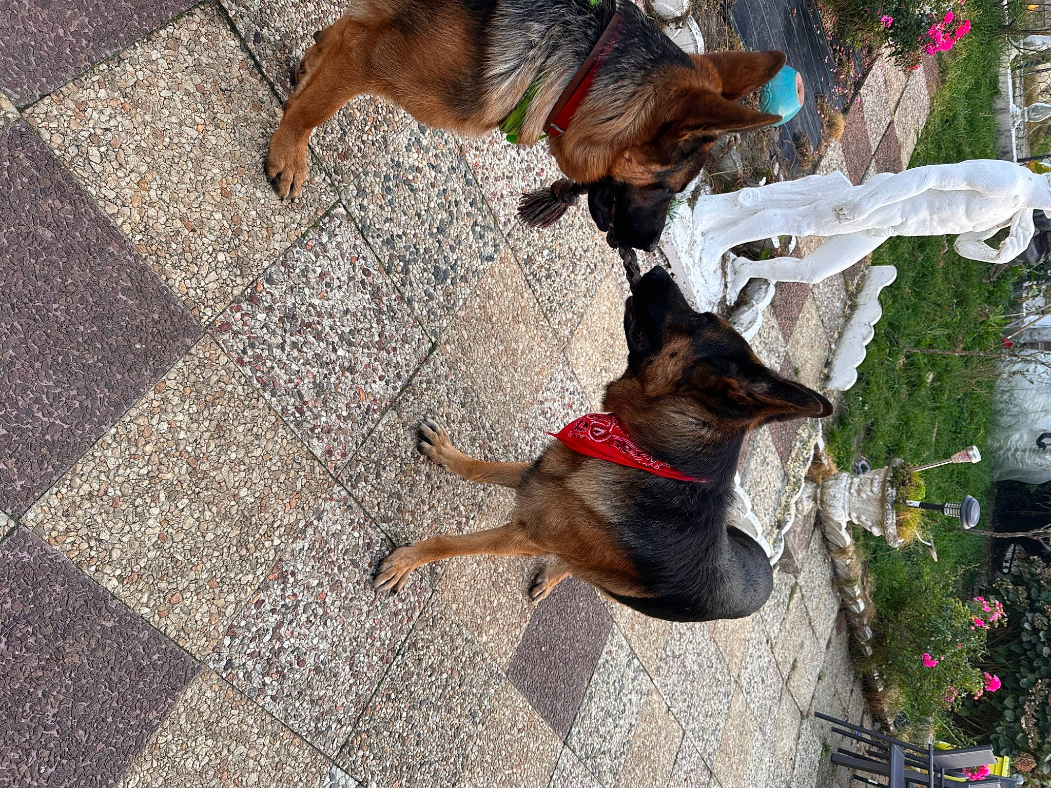 Pungo participe au concours pour gagner de l'argent avec cette photo : canidae, carnivore, collar, companion_dog, dog, dog_breed, dog_collar, dog_supply, east_european_shepherd, fawn, flooring, german_shepherd_dog, leash, old_german_shepherd_dog, pet_supply, plant, snout, sporting_group, tail, working_animal