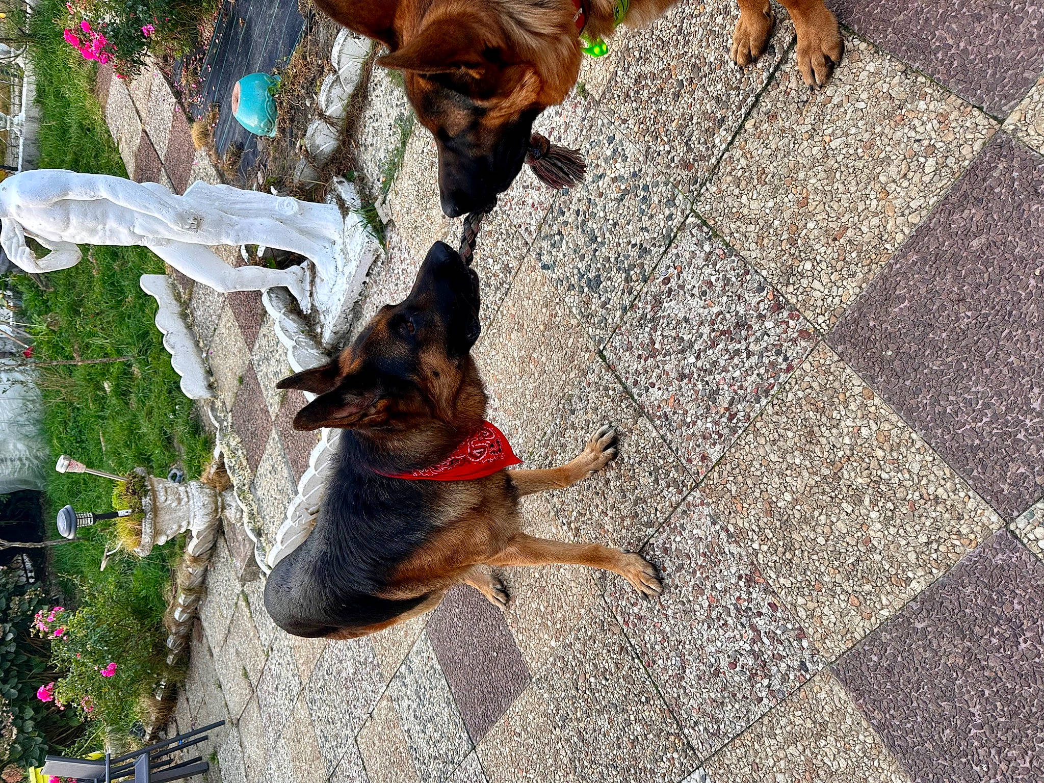 Pungo a rejoint le concours — aidez-le/la à gagner de superbes lots ! carnivore, collar, companion_dog, dog, dog_breed, east_european_shepherd, fawn, flower, guard_dog, paw, pet_supply, plant, road_surface, snout, sporting_group, street_dog, tail, vertebrate, working_animal, working_dog