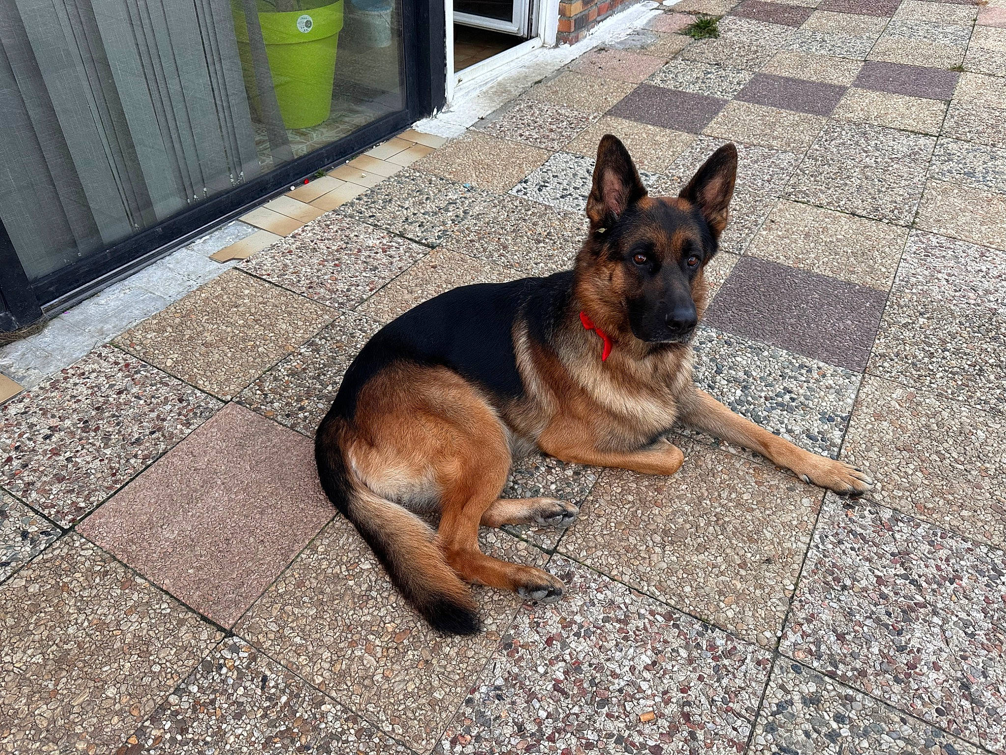 Pungo participe au concours pour gagner de l'argent avec cette photo : asphalt, canidae, carnivore, collar, companion_dog, dog, dog_breed, door, east_european_shepherd, fawn, flooring, german_shepherd_dog, herding_dog, old_german_shepherd_dog, road_surface, snout, tail, terrestrial_animal, working_animal, working_dog