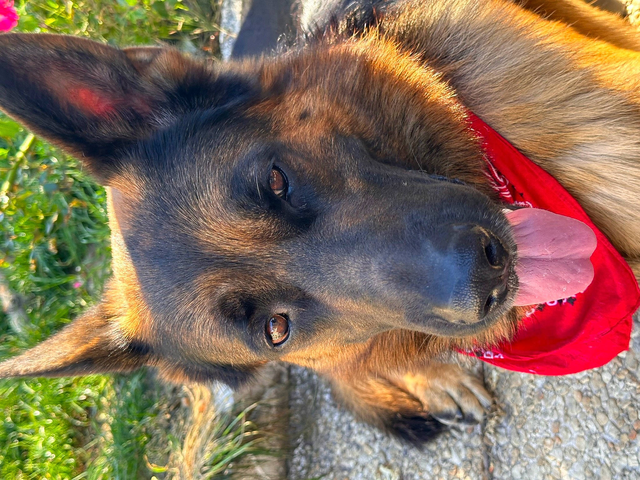 Pungo a rejoint le concours — aidez-le/la à gagner de superbes lots ! canidae, carnivore, collar, dog, dog_breed, east_european_shepherd, fawn, fur, german_shepherd_dog, guard_dog, herding_dog, king_shepherd, old_german_shepherd_dog, plant, snout, sporting_group, terrestrial_animal, whiskers, working_animal, working_dog