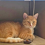 Molly joined the competition — help win amazing prizes! animal, cardboard_box, cat, closeup, curious, cute, domestic_cat, ears, feline, fur, indoor, orange_tabby, paw, pet, playful, relaxed, resting, tail, toy_mouse, whiskers