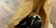 Skaï participe au concours pour gagner de l'argent avec cette photo : animal, black_and_white, brown, cat, close_up, crumpled_paper, curious, cute, domestic_cat, ears, eyes, feline, hand, indoor, looking_up, paper_bag, pet, playful, whiskers, wood_floor