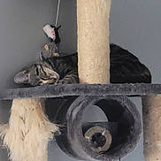 Mango participe au concours pour gagner de l'argent avec cette photo : animal, beige, cat, cat_tree, cozy, cute, feline, fur, gray, home, indoor, pet, quiet, relaxed, resting, scratching_post, sleeping, tabby_cat, toy_mouse, vertical