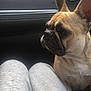 Mine participe au concours pour gagner de l'argent avec cette photo : accessories, animal, belt, bostonbull, boxer, bulldog, canine, car, car_exterior, cushion, dog, frenchbulldog, homedecor, person, pet, pitbull, puppy, sleeping, transportation, vehicle