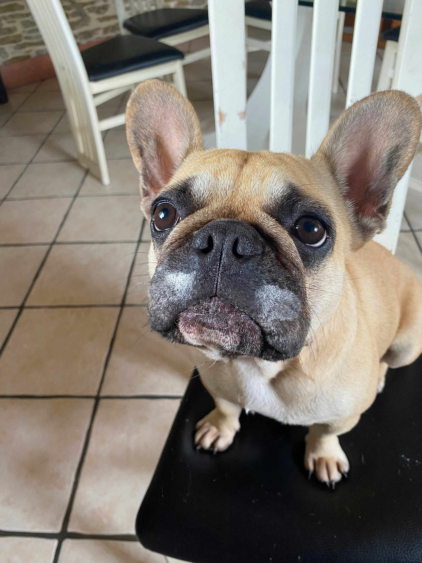 Mine participe au concours pour gagner de l'argent avec cette photo : animal, boxer, bulldog, canine, chair, dog, frenchbulldog, furniture, pet, pitbull, pug, puppy, snout, whitedog