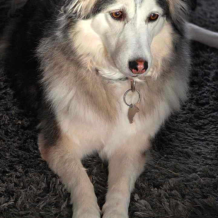 Amira