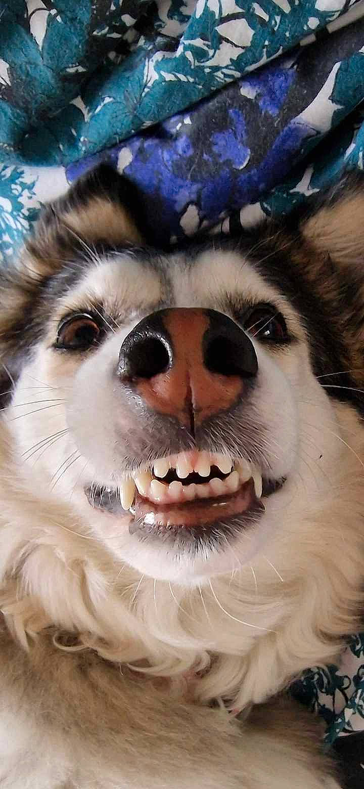 Amira is registered to the contest to win money with this photo: art, canidae, carnivore, close_up, companion_dog, dog_breed, event, eyelash, eyewear, fang, fawn, felidae, fur, fur_clothing, smile, snout, terrestrial_animal, whiskers, wildlife, working_animal