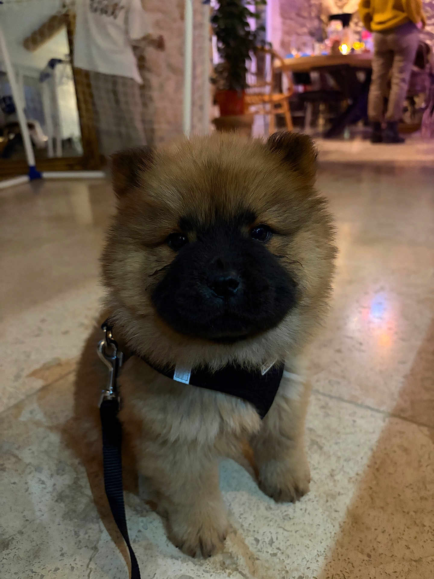 Akira a rejoint le concours — aidez-le/la à gagner de superbes lots ! puppy, dog, fluffy, indoor, floor, leash, harness, brown, black_muzzle, pet, cute, animal, small, young, sitting, blurred_background, people, furniture, warm_lighting, tile_floor