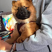 Akira participe au concours pour gagner de l'argent avec cette photo : puppy, dog, pet, fluffy, brown_fur, black_snout, harness, person, grey_hoodie, arm, hand, bracelet, indoor, couch, pillow, colorful, sunlight, close_up, cozy, cute