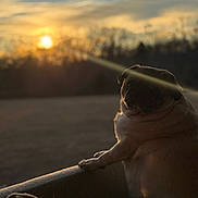 Mitzy is registered to the contest to win money with this photo: dog, pug, sunset, outdoor, couch, pet, animal, golden_hour, sunlight, lens_flare, silhouette, nature, relaxing, evening, furniture, cozy, mammal, companionship, portrait, peaceful