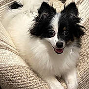 Button is registered to the contest to win money with this photo: dog, fluffy, black_and_white, happy, smiling, pet, canine, chair, indoor, cozy, fur, cute, animal, paw, face, relaxed, small_dog, companion, friendly, domestic
