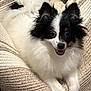 dog, fluffy, black_and_white, happy, smiling, pet, canine, chair, indoor, cozy, fur, cute, animal, paw, face, relaxed, small_dog, companion, friendly, domestic