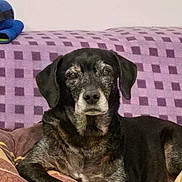 Dixie participe au concours pour gagner de l'argent avec cette photo : dog, black_dog, gray_fur, old_dog, pet, indoor, couch, blanket, purple_blanket, resting, relaxed, lying_down, fur, animal, companion, domestic_animal, face, ears, paw, looking